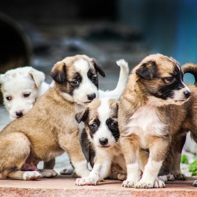 yavru köpek tuvalet eğitimi