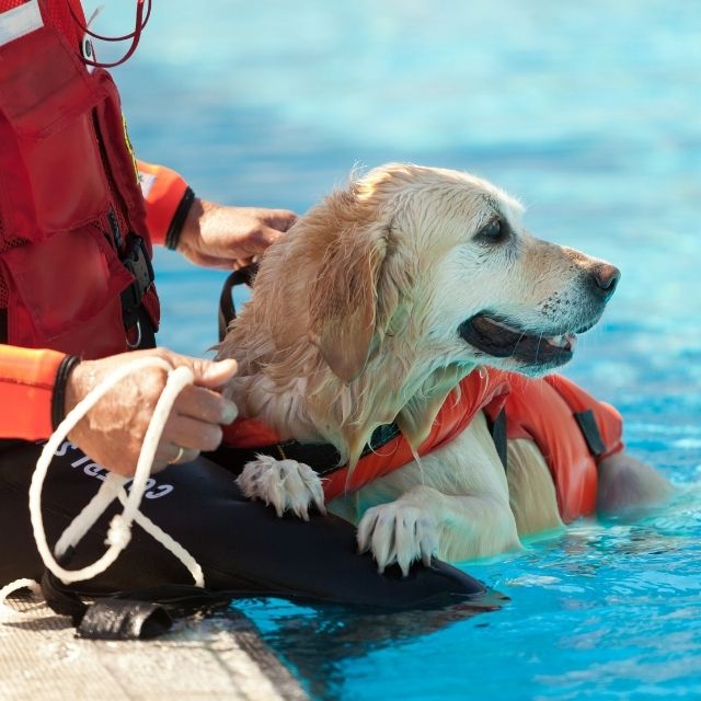 köpek etkinlikleri