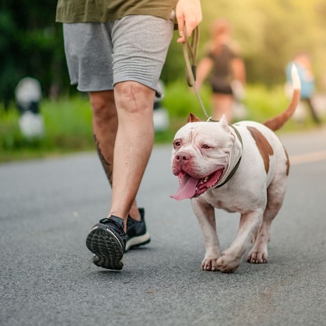 köpek aktiviteleri