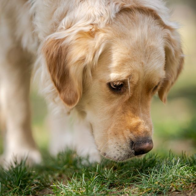 köpeklerin sevmediği kokular