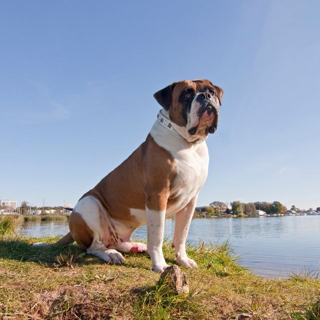 beslenmesi yasak köpek ırkları