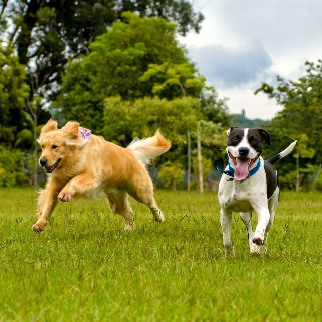 köpeklerin ömrü