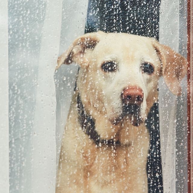 köpeklerde ayrılık anksiyetesi