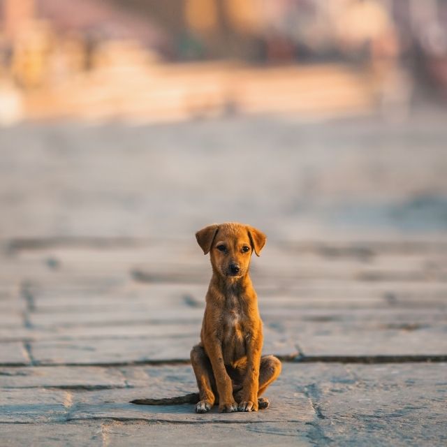 köpeklerde ayrılık kaygısı