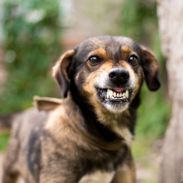 köpeklerde davranış bozukluğu belirtileri