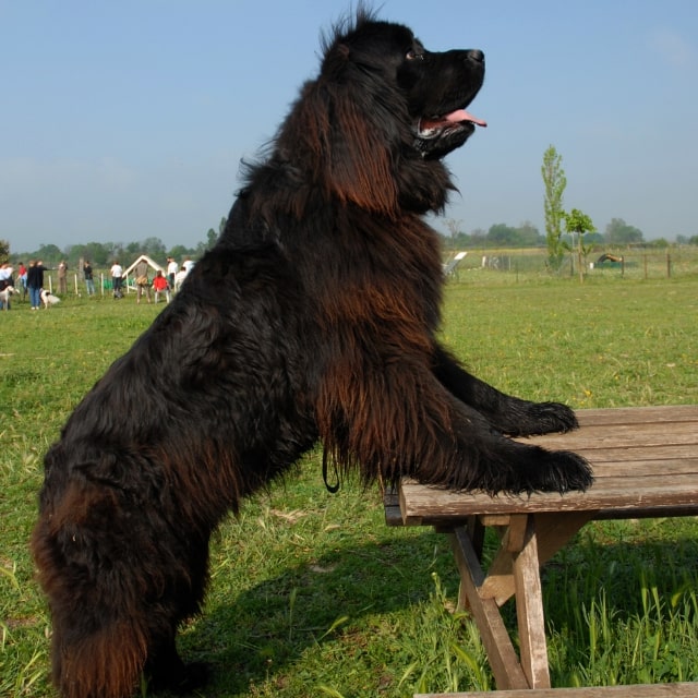 büyük köpekler