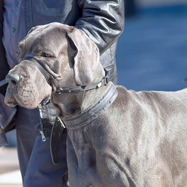 dünyanın en büyük köpekleri