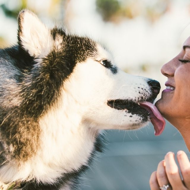 köpek yalaması