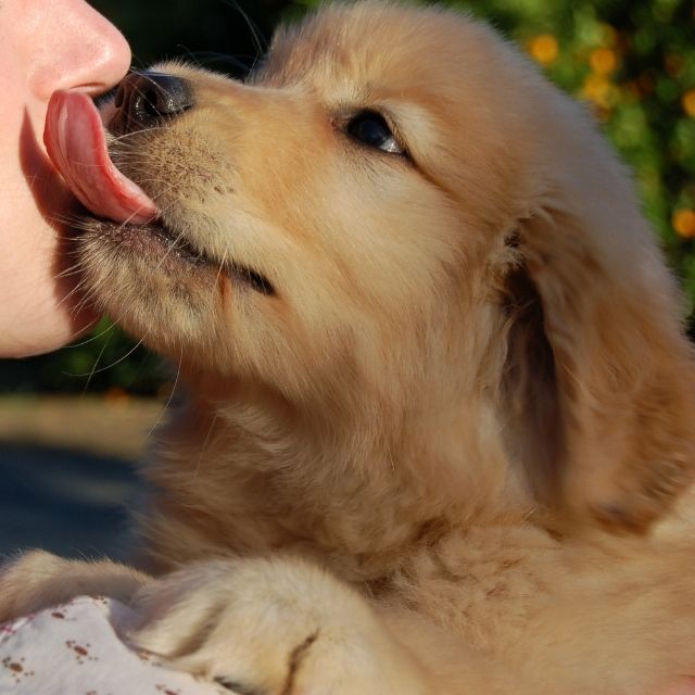 köpekler sahibini neden yalar