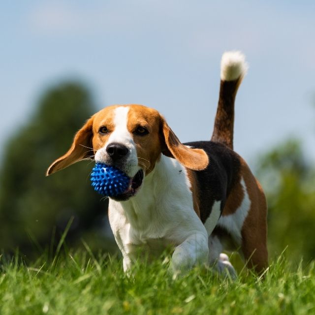 köpek sahiplerinin yaptığı hatalar