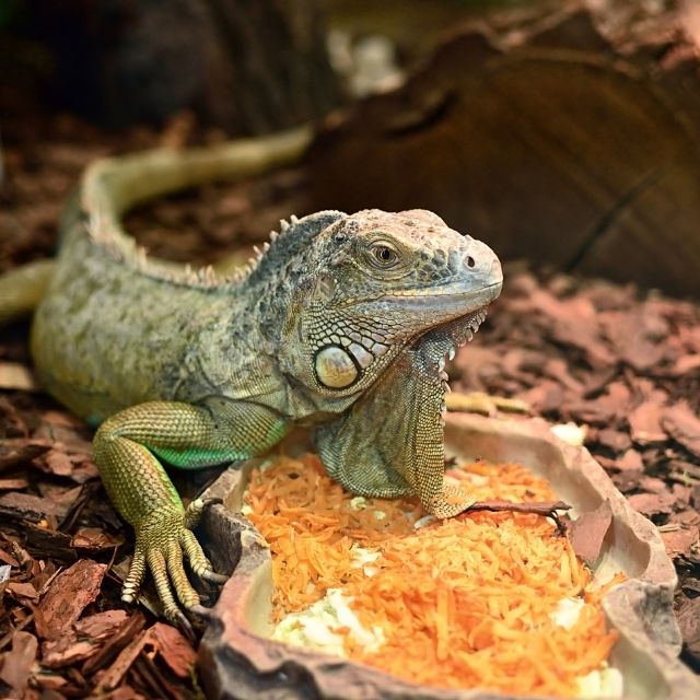 iguana türleri