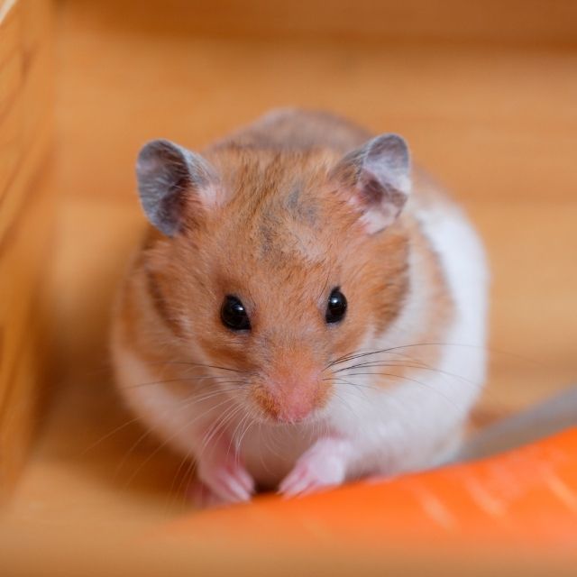 gonzales hamster