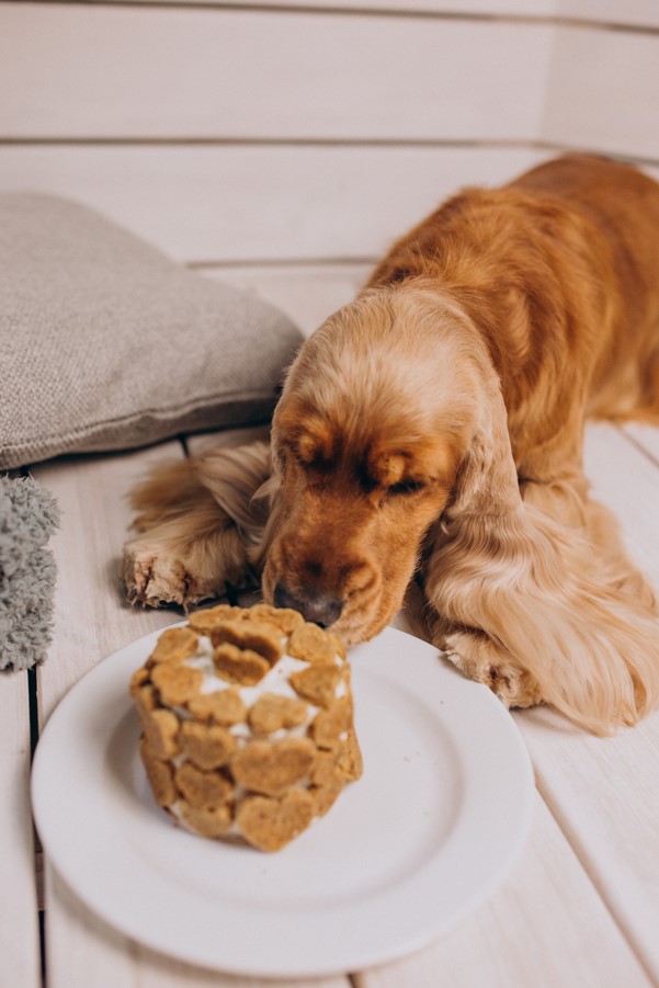 tatlıların köpeklere zararı