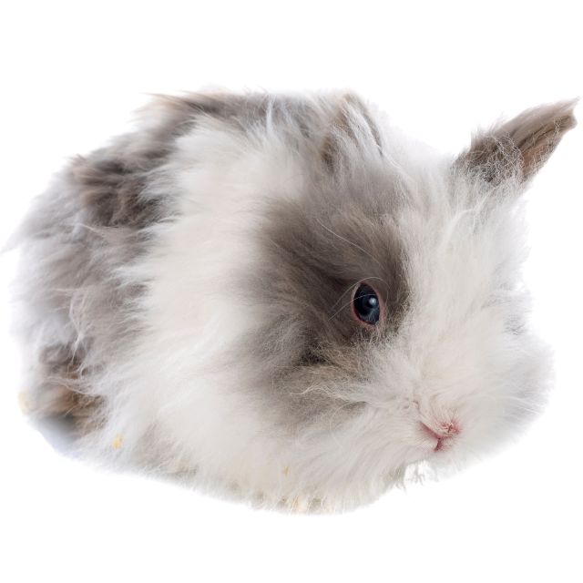 angora tavşanı